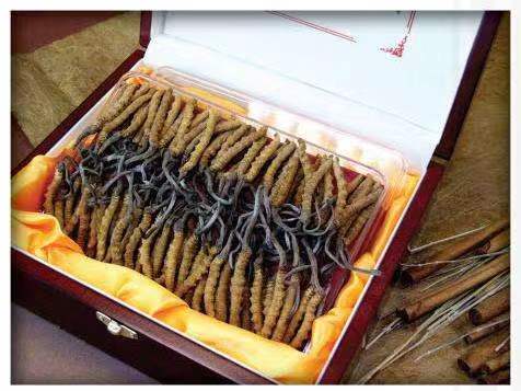 新巴尔虎右冬虫夏草回收